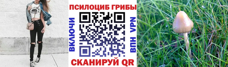 как найти закладки  Чебаркуль  кракен рабочий сайт  Псилоцибиновые грибы Cubensis 